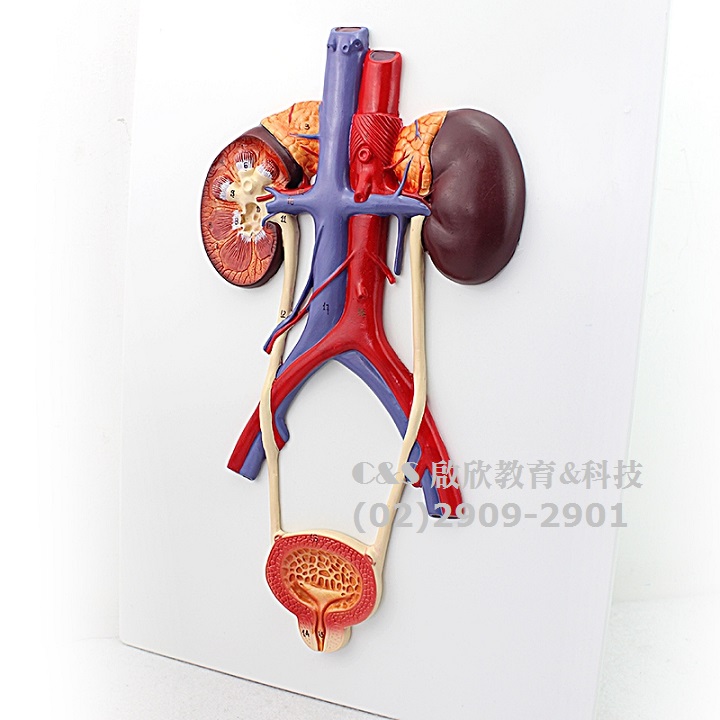 人體泌尿器官(泌尿系統 腎 輸尿管 膀胱...各部位)~教學模型